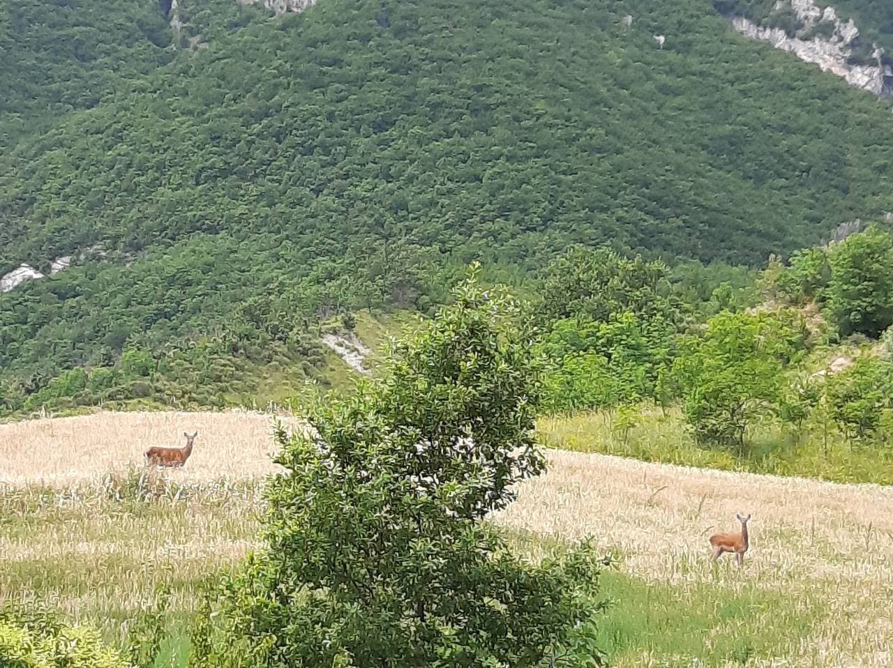 Foto 7 von 18: Ferienhaus 'Nel Cuore Della Maiella' mit Bergblick, privater Terrasse und WLAN