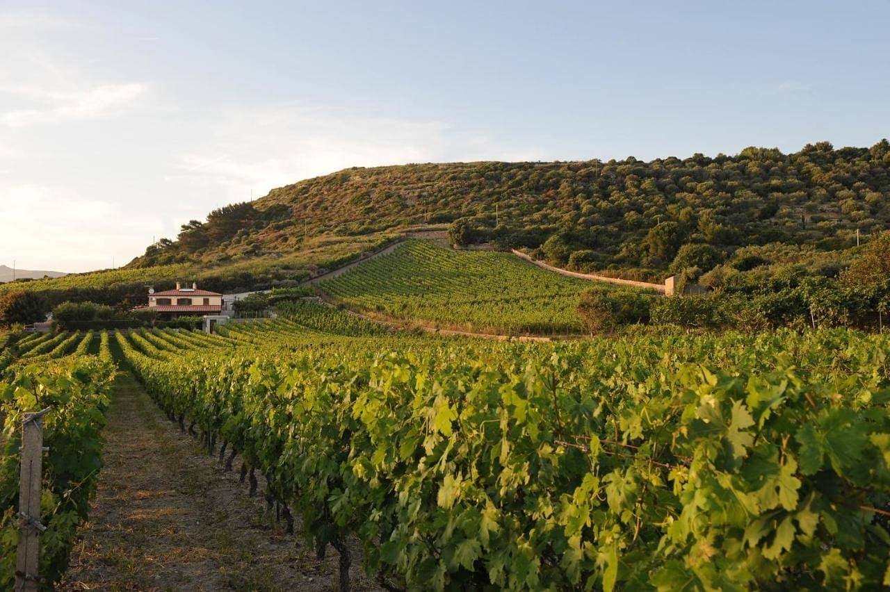 Casa nel vigneto con vista mare 1