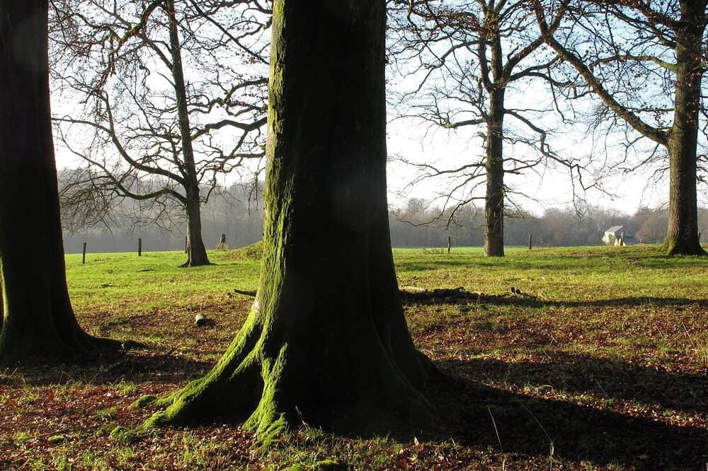 Ein Wald, Stille, ein Haus, Gebiet Vögel. 1