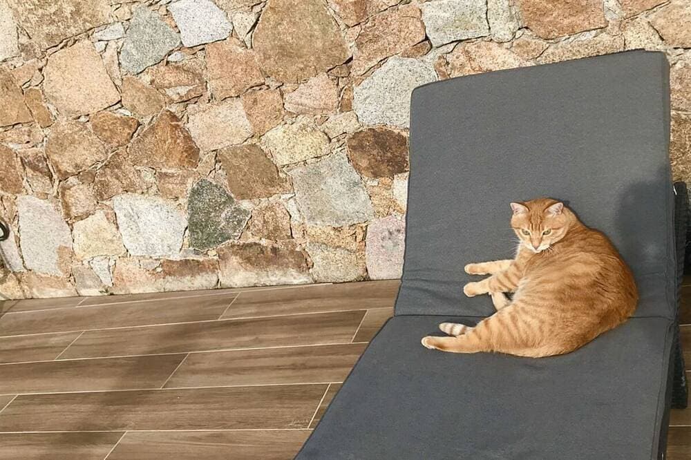 Foto 13 von 23: Nouveau en Balagne ! Logement 6 Pers. Clim, Piscine/jacuzzi, Terrain Pétanque