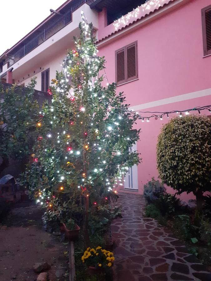 L'Agrifoglio di Emy 1