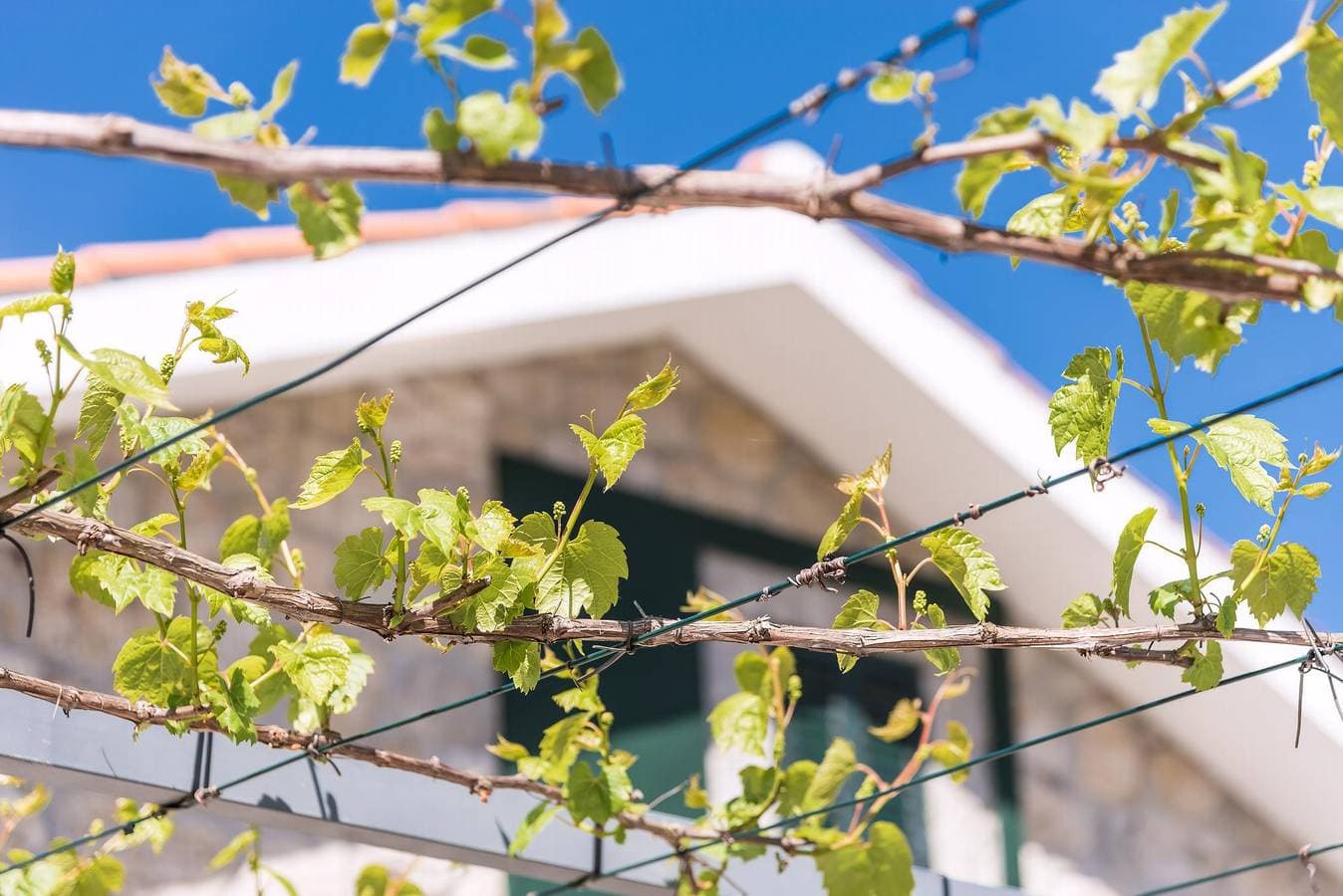 Foto 7 von 60: Ferienhaus für 6 Personen mit Garten