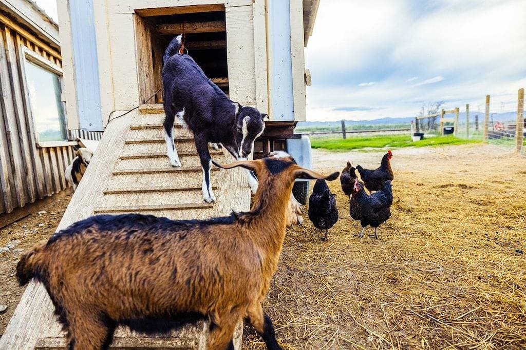 Foto 6 von 19: Off-grid tiny home farm stay with incredible mountain views!