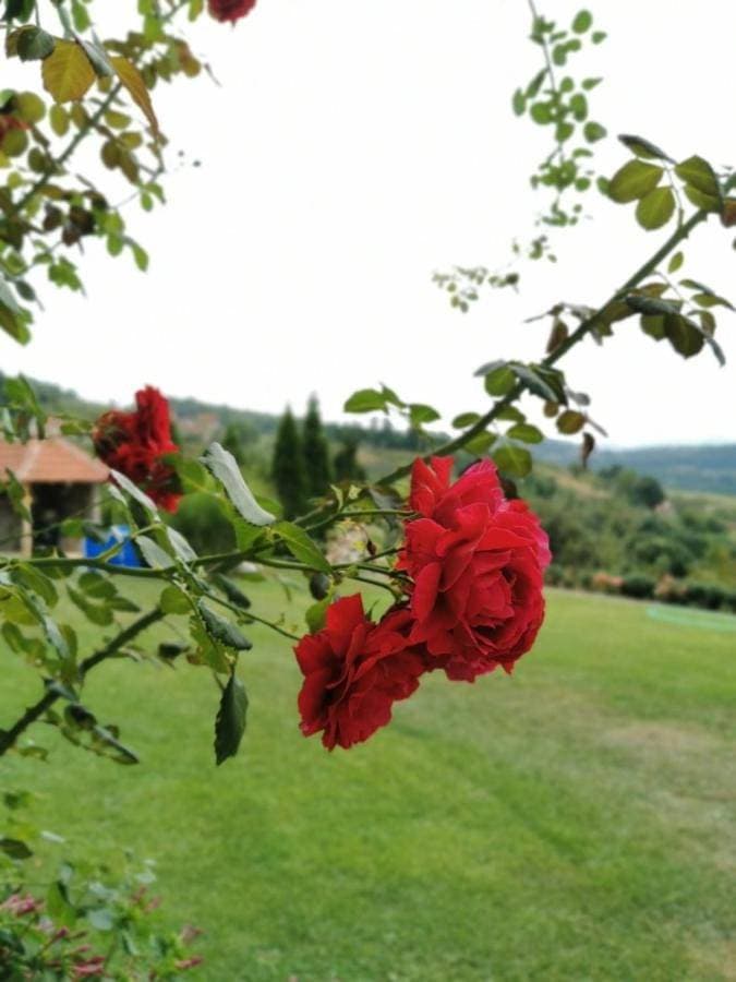 Domaćinstvo Sinđelić 1