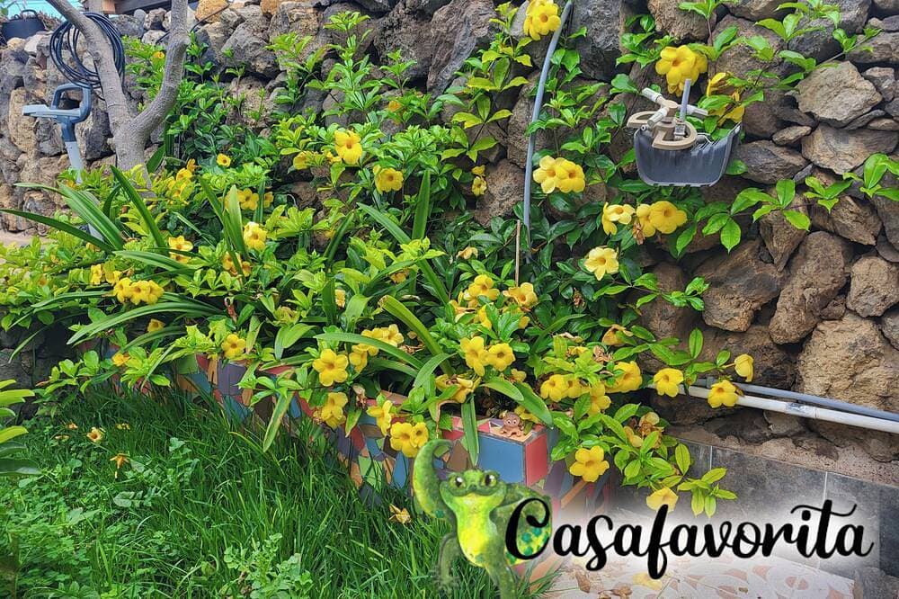 Foto 13 von 30: Casafavorita - Ferien mit  Meer- und Teideblick für Zwei