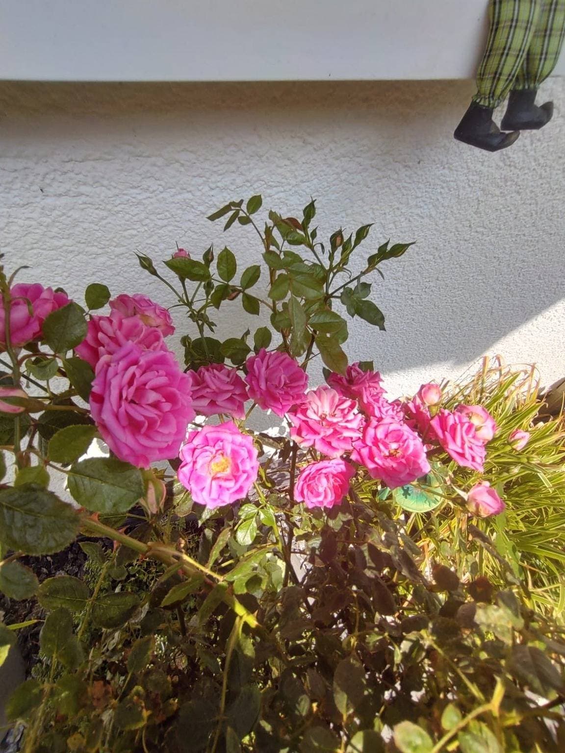 Foto 2 von 25: Ferienwohnung Rosa