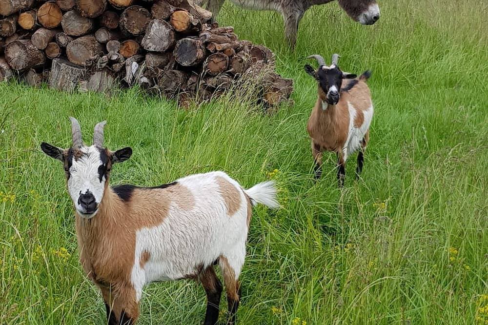 Foto 6 von 6: Coeur De Loire Zwischen Schloss Und Beauval-Zoo