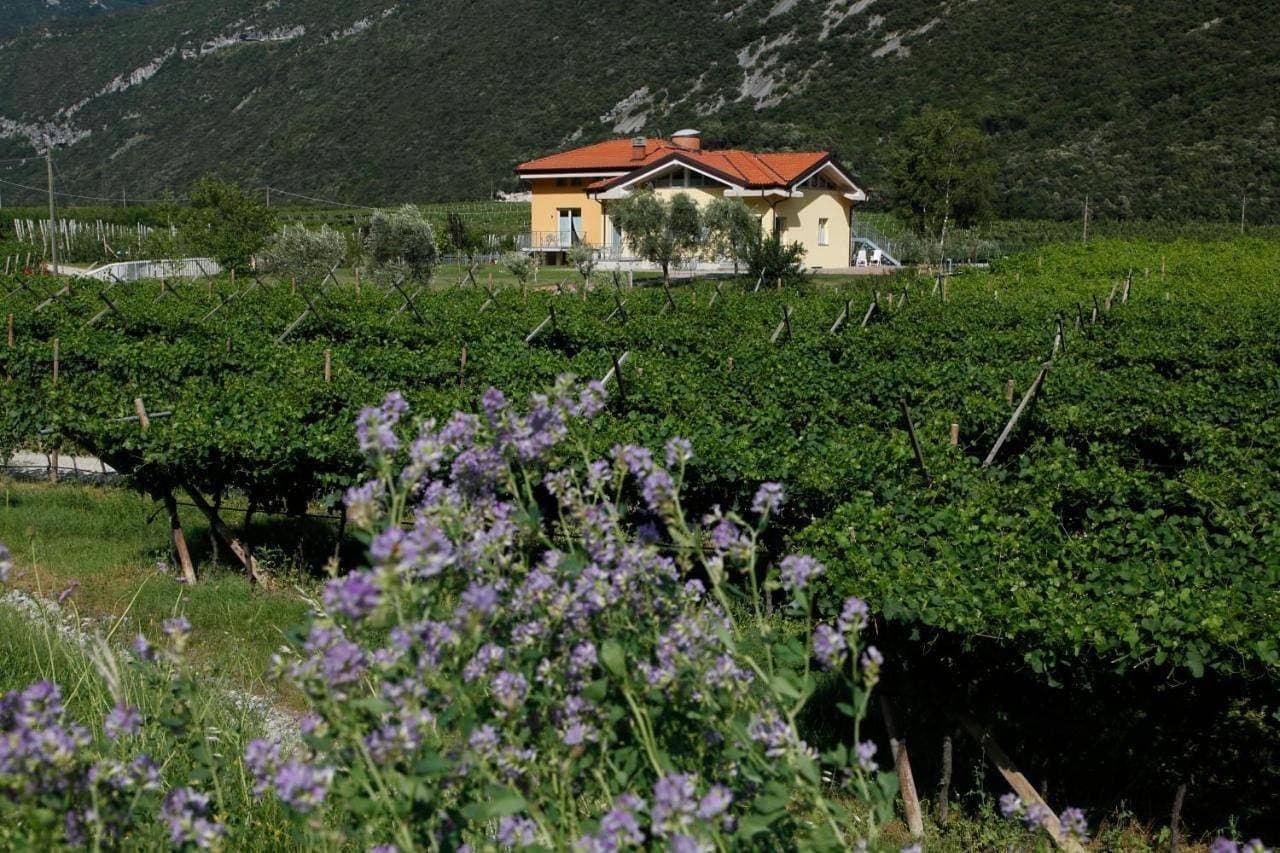 Appartamenti Al Vigneto 1