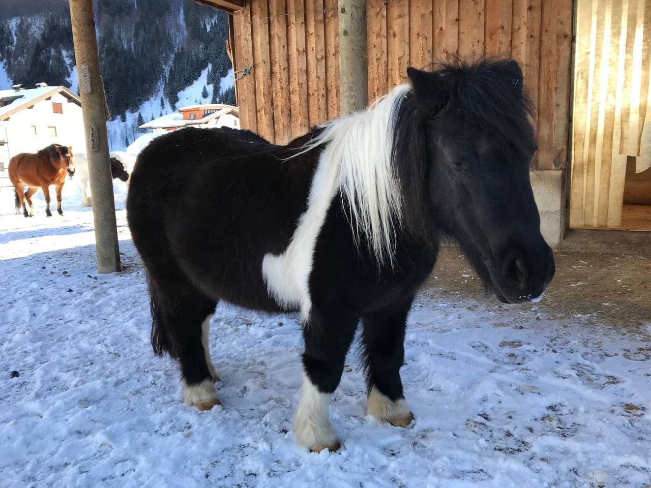 Foto 13 von 29: Pony-Ziegen-Hasen-Ranch in Bichlbach