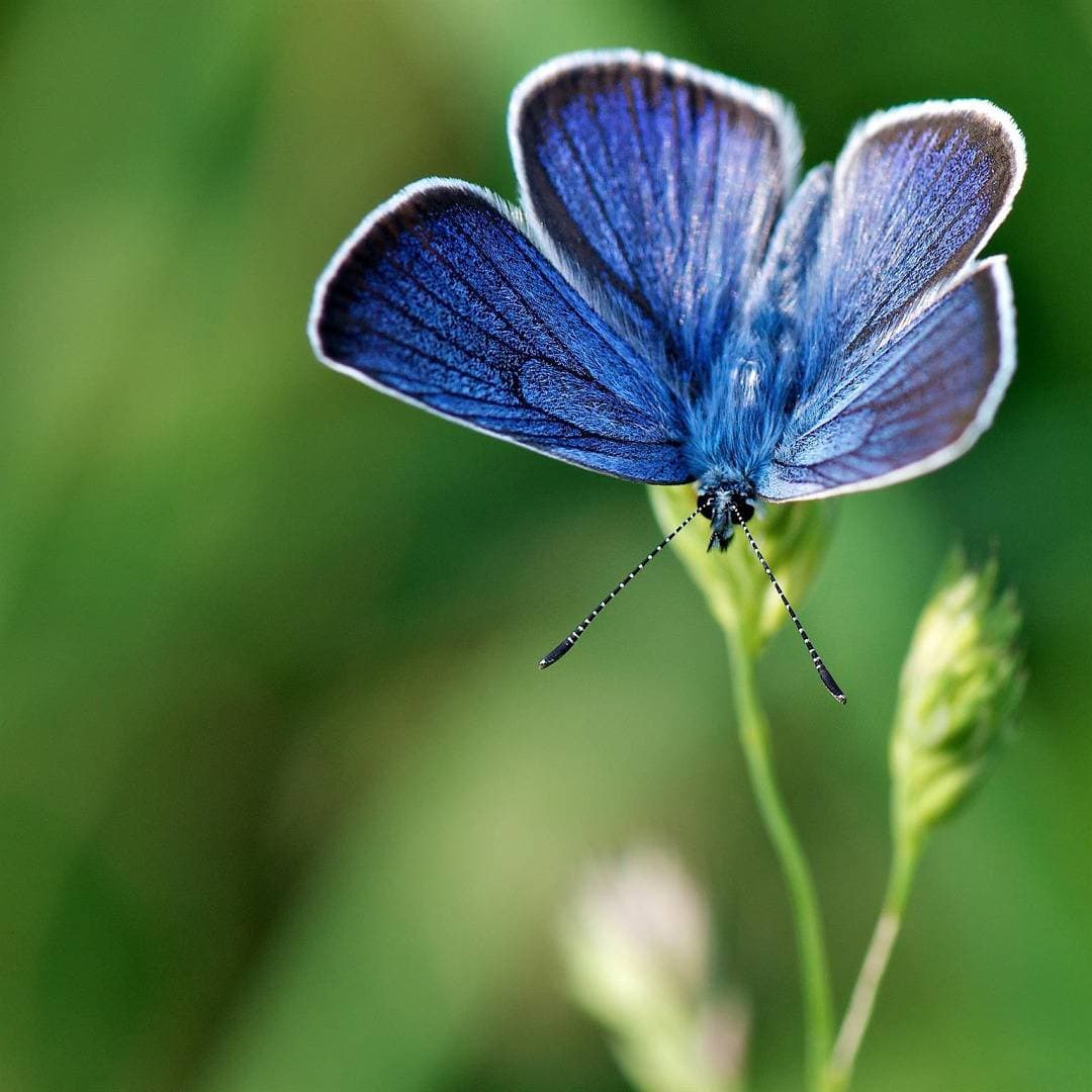 Foto 12 von 34: Les bleuets