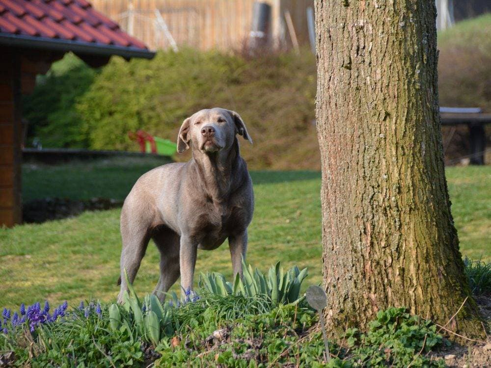 Foto 10 von 28: Ferienhof Pfeiffer - Fuchsbau