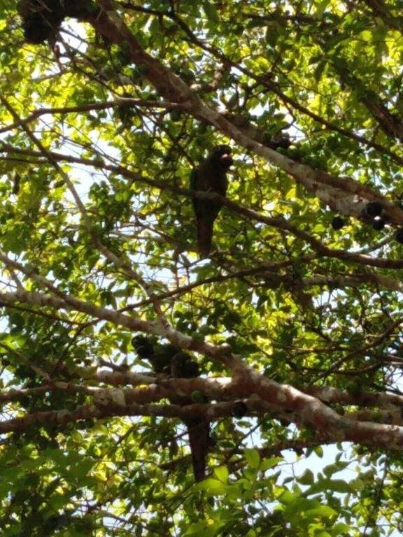 Foto 5 von 11: Suite 2 - Ubatuba Itamambuca Wöchentliche und monatliche Rabatte