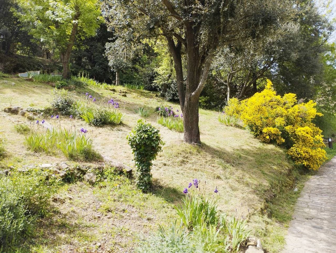 Foto 5 von 10: Le chêne vert 2
