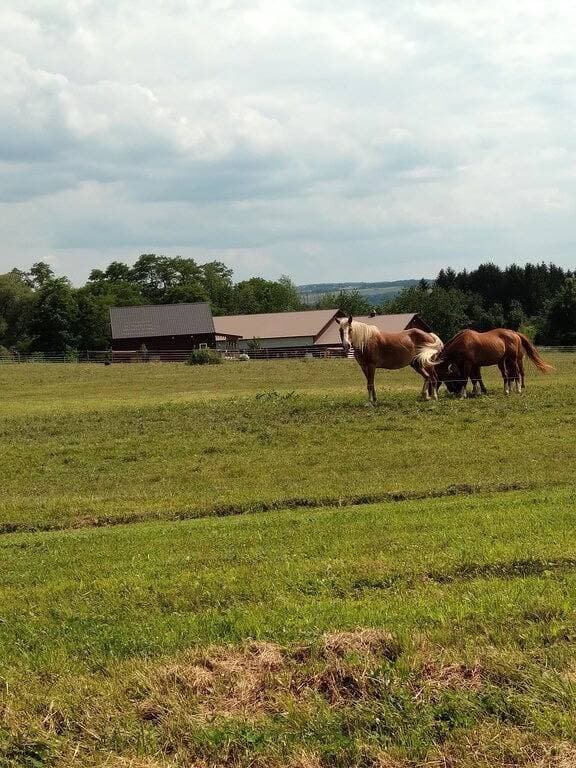 Foto 8 von 22: 864 sq ft Rustic bunkhouse located on a working farm.  Minutes from Skaneateles!