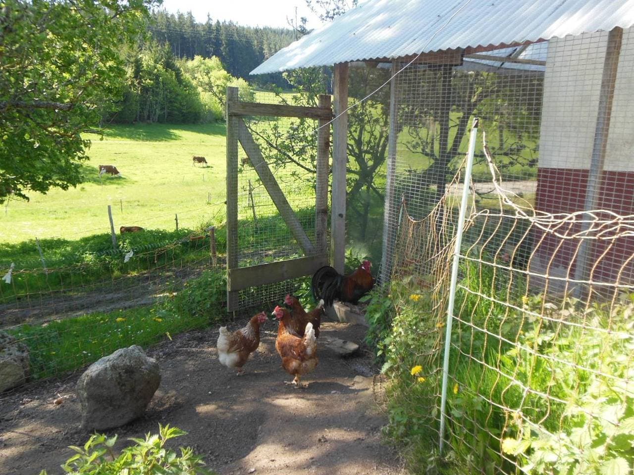 Foto 10 von 33: Ferienwohnung Weideblick Unterkunft mit Hund und Blick in die Natur, Sitzplatz im Garten mit Grill