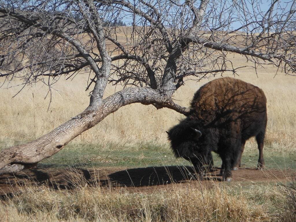 Foto 2 von 30: Buffalo Roundup Ist In Sept - Verpassen Sie Es Nicht - Buchen Sie Jetzt !!!!!!!