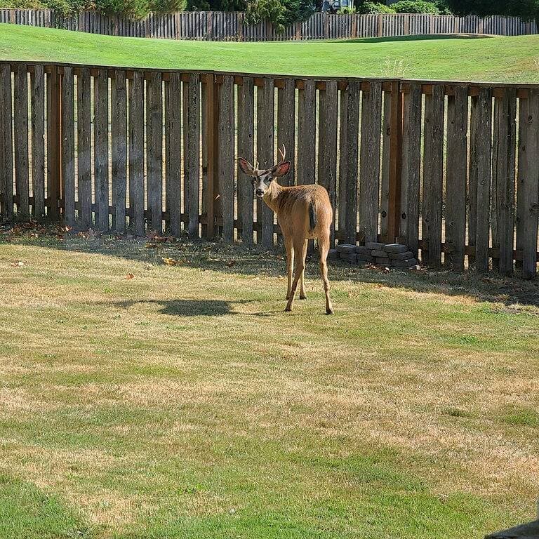 Foto 4 von 50: Dog Friendly Carson Home on Elk Ridge Golf Course
