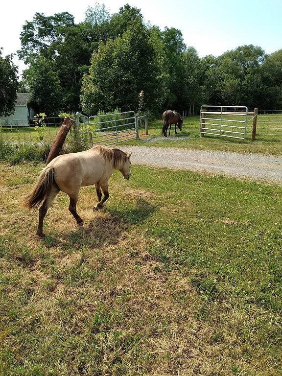 Foto 10 von 22: 864 sq ft Rustic bunkhouse located on a working farm.  Minutes from Skaneateles!