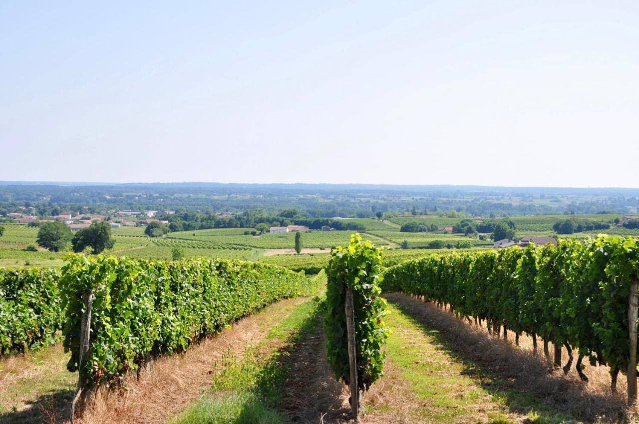CLOS SAINT SAUVEUR - guesthouse au coeur des vignes sur le coteau 1