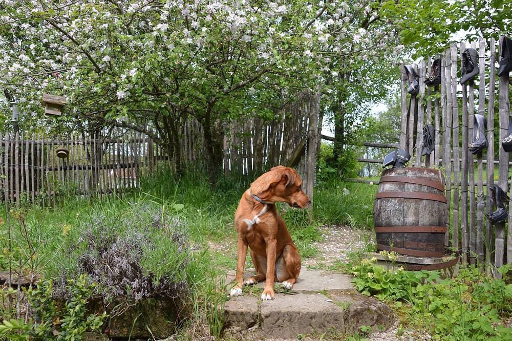 Foto 13 von 30: Kleines rustikales Häuschen mit Terrasse u. Hochgarten in Ortsrandlage