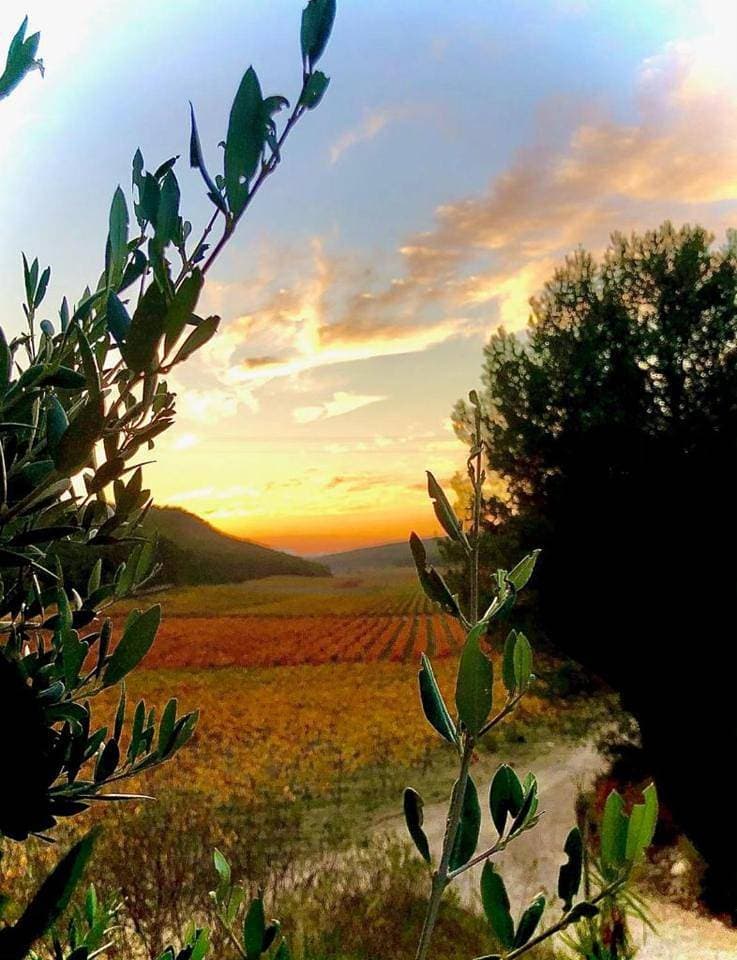 Foto 9 von 17: Piscine chauffée dans les vignes