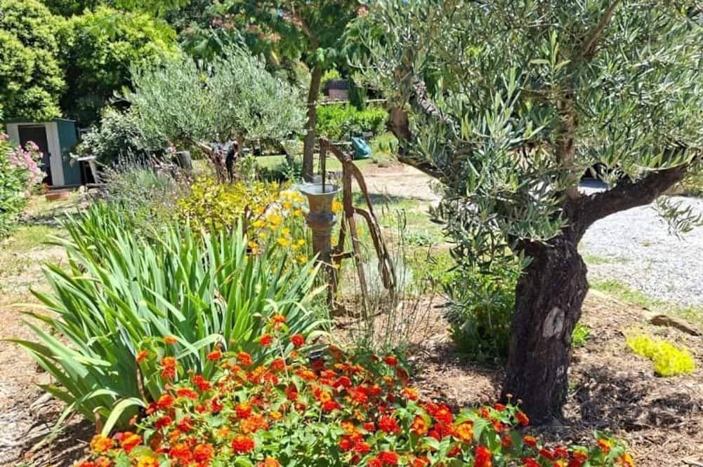 Foto 9 von 21: The Agapanthus of the Albères