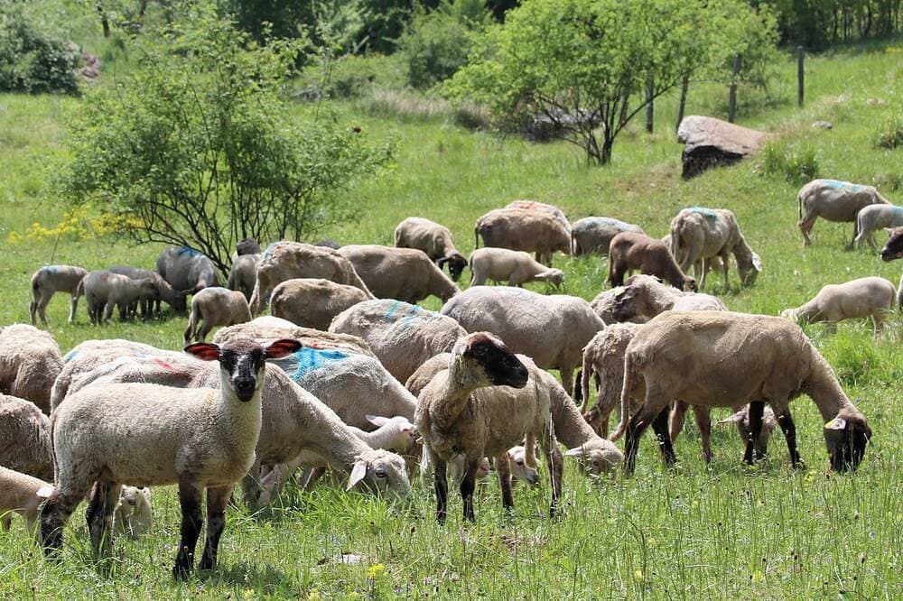 Foto 10 von 10: Gite du Souillet à la Ferme