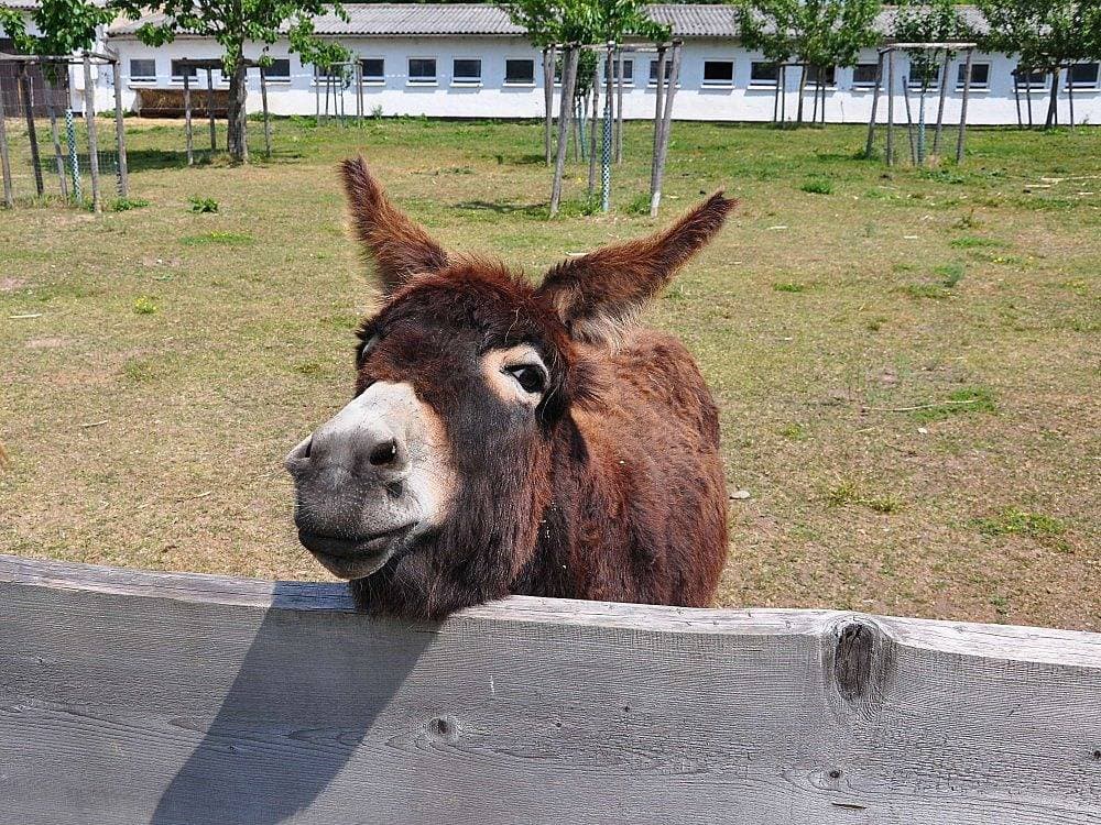 Foto 7 von 30: Ferienhof Domäne Groschwitz - Schäferwagen 18 Fuchsbau