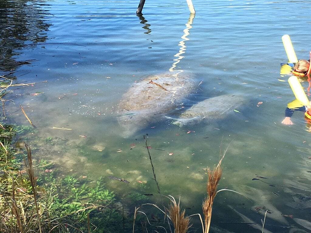 Foto 9 von 34: Verstecktes Juwel in Crystal River