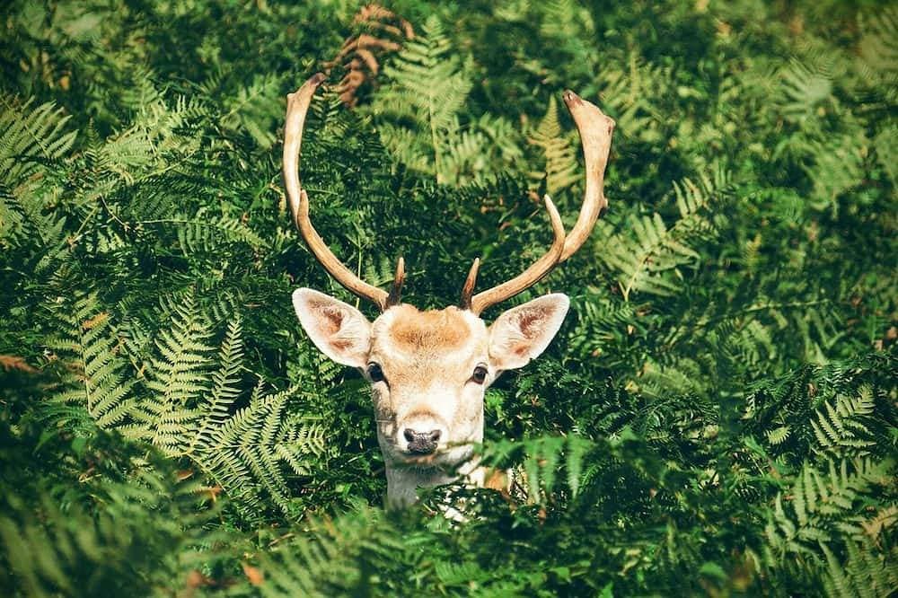 🦌 Cabane du Cerf 1