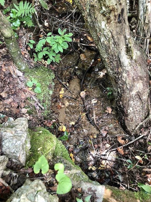 Foto 6 von 44: BearPaw Cabin - Charmante und gemütliche Hütte im Wald - WLAN - Haustierfreundlich - Abgelegen