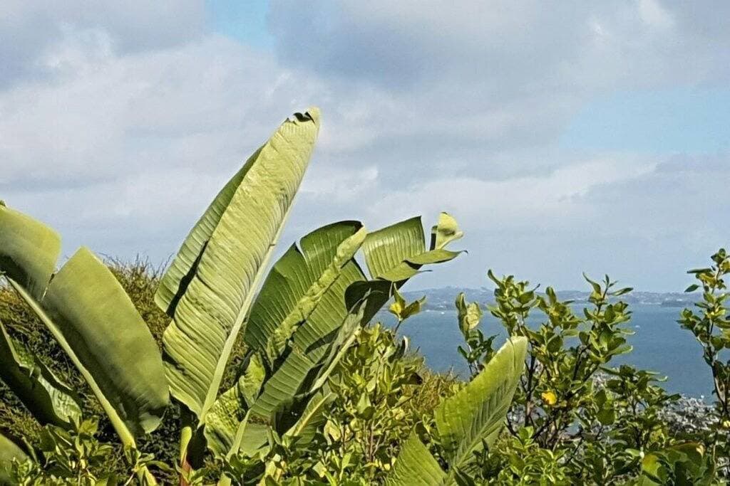Foto 12 von 15: *** Waiheke Island - Buchen Sie 4 x pro Woche und zahlen Sie nur 2 ***