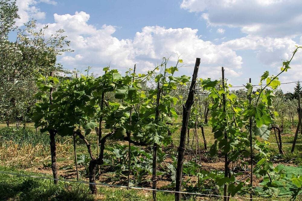 Foto 10 von 24: Relax Between Olives And Wineyards In The Chianti,Only 35Minutes From Florence!