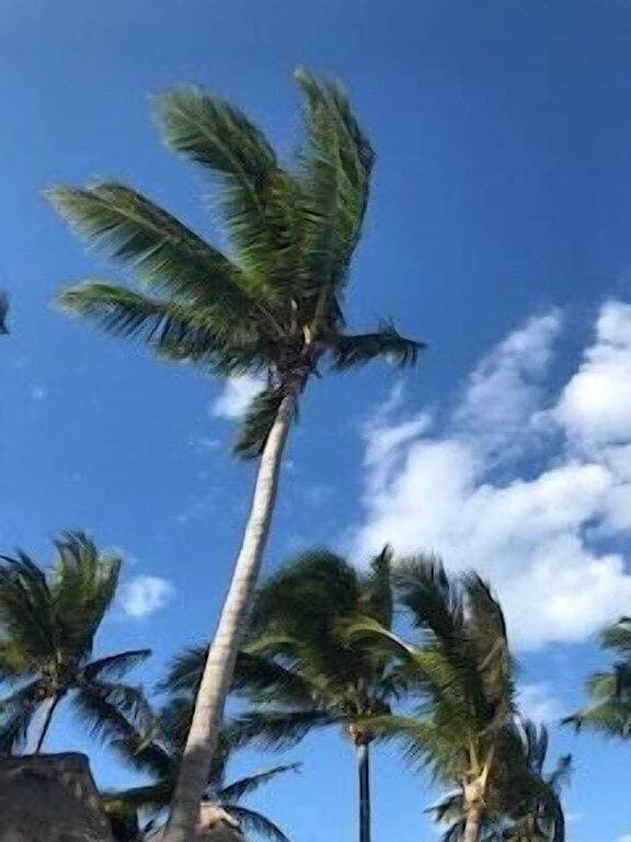 Foto 13 von 39: Calling all Snowbirds!OceanView King-Private Patio-Pools-Lazy River-HotTub-Sauna