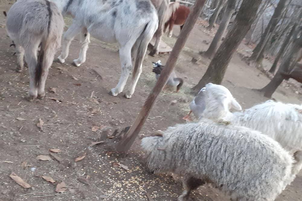 Foto 7 von 12: Zurück zu den Grundlagen: Der Narzissen-Trailer in der Nähe der Wanderwege