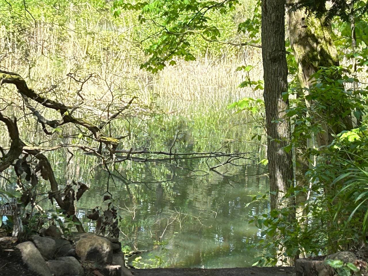 Foto 3 von 33: Gemütlicher Rückzugsort im Wald - direkt am Silbersee bei Coswig (Anhalt)