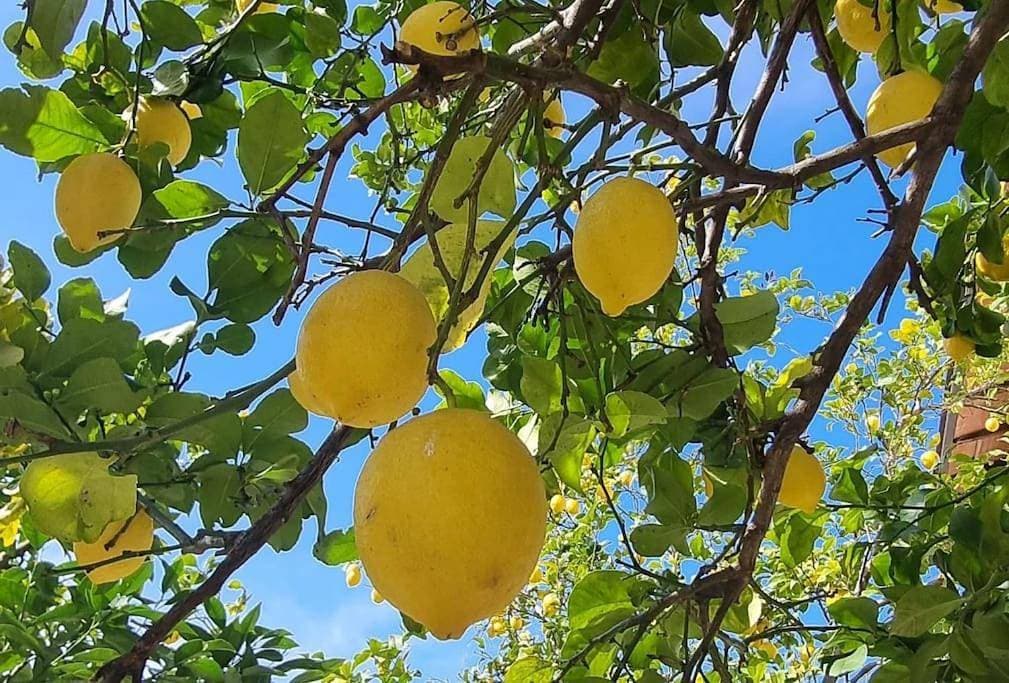 La Limonaia 1
