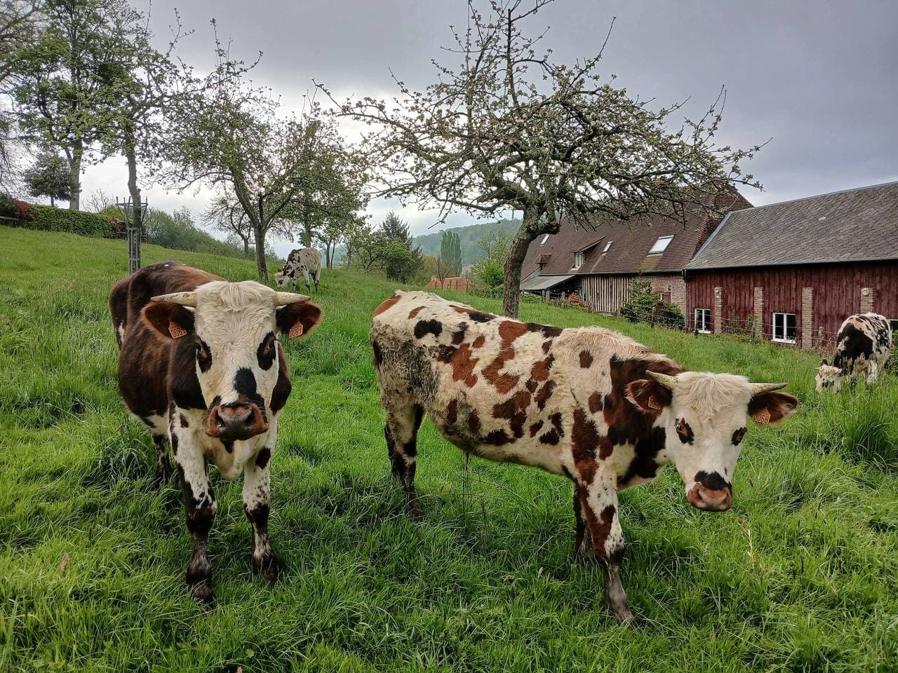 Foto 10 von 38: Aux Prés Rousselins im Pays d'Auge – Gästezimmer L’école