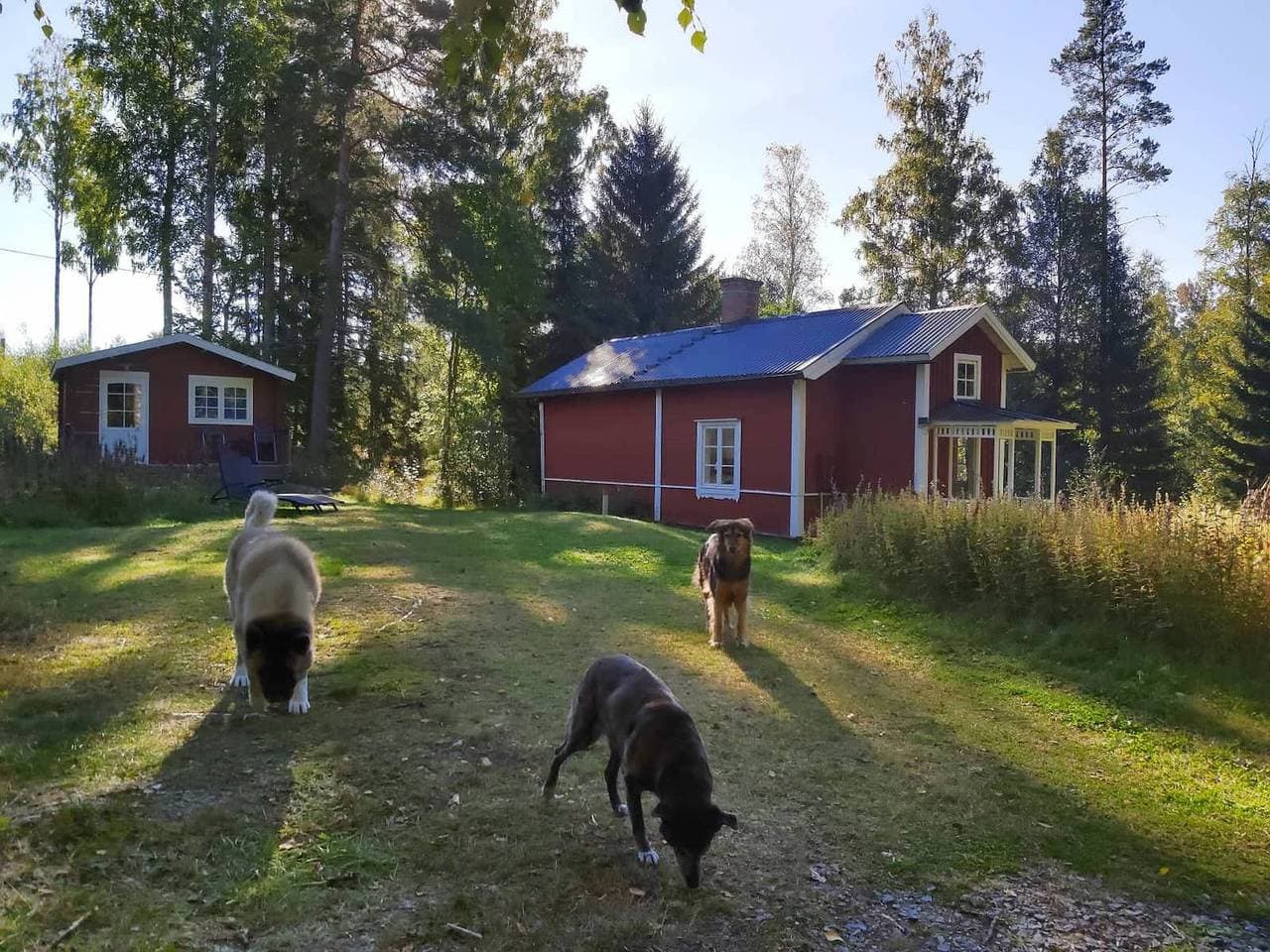 Foto 10 von 24: Erleben Sie einen echten Natururlaub mit Sauna im Wald
