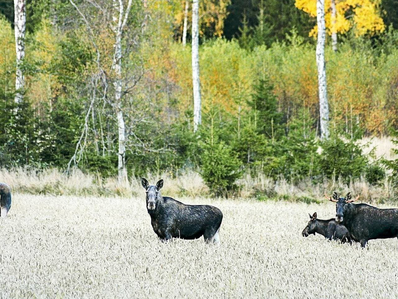 Foto 7 von 26: 6 Personen Ferienhaus in Håcksvik
