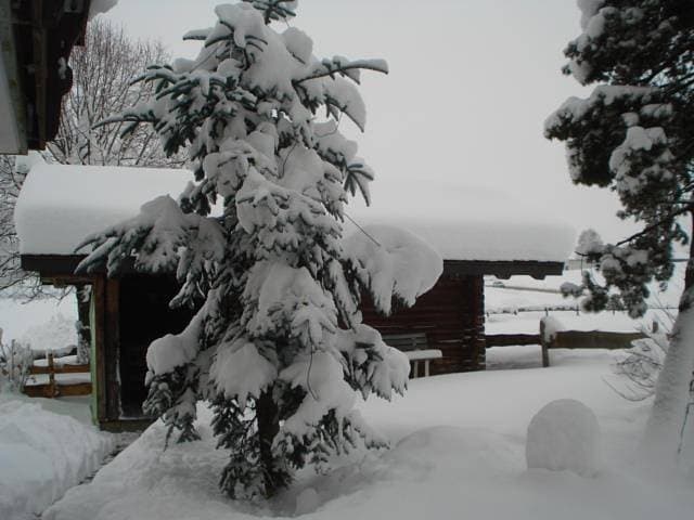 Foto 12 von 20: Pferde