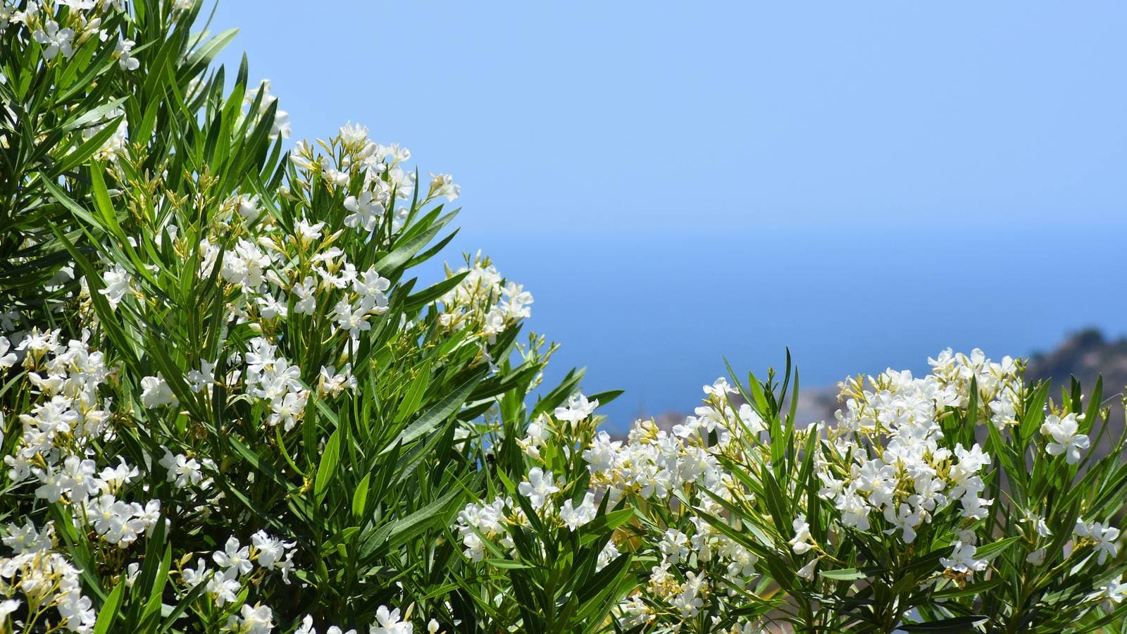 Foto 5 von 26: Villa La Lomilla