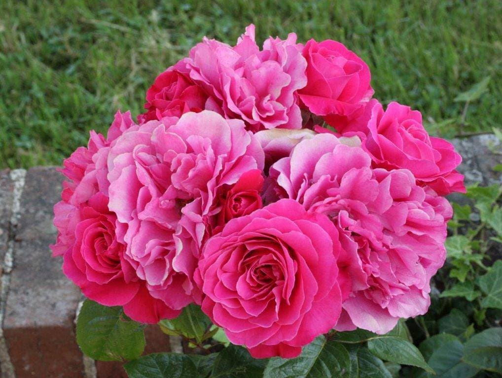 Foto 7 von 22: Pivoine