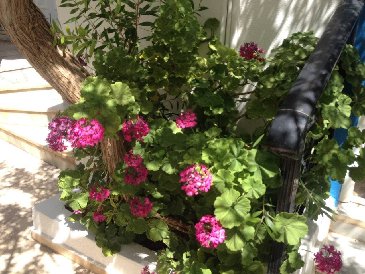 Foto 12 von 24: Geräumiges Apartment mit Gartenblick und teilweisem Meerblick