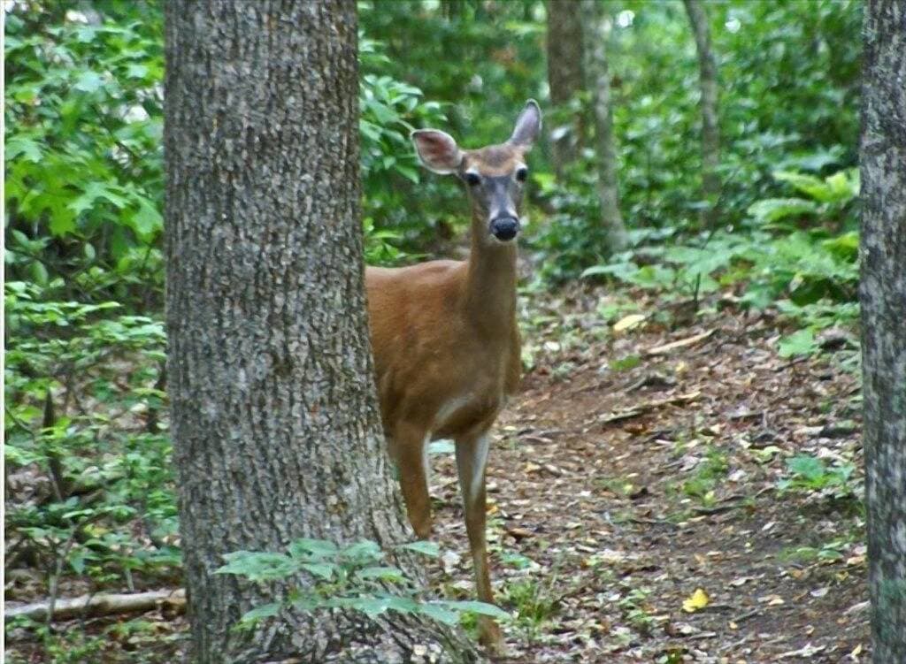 Foto 10 von 42: Gemütliche Berghütte 13 Hektar in der Nähe von Dupont State Forest Wifi