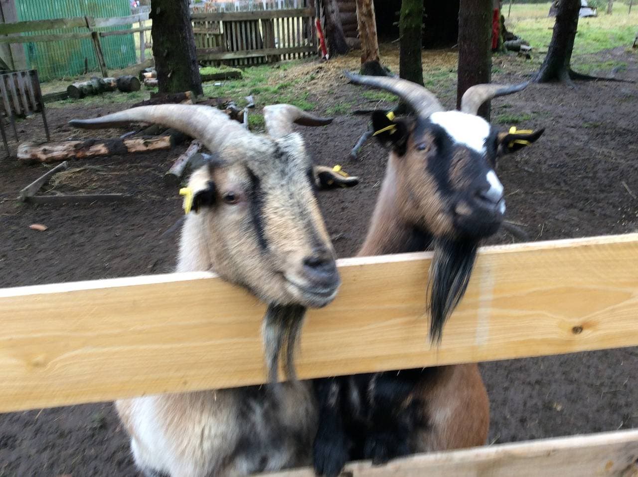 Foto 12 von 36: Harzglück