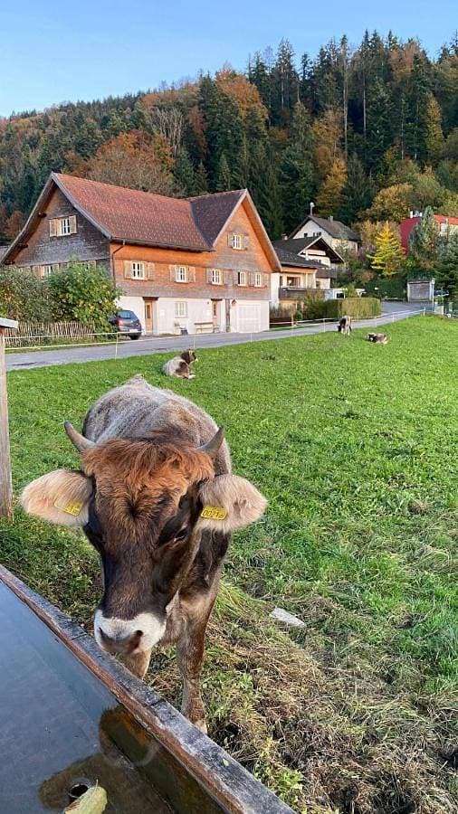 Willkommen im Rustico - Deinem Rückzugsort zwischen Bergen und Bodensee 1