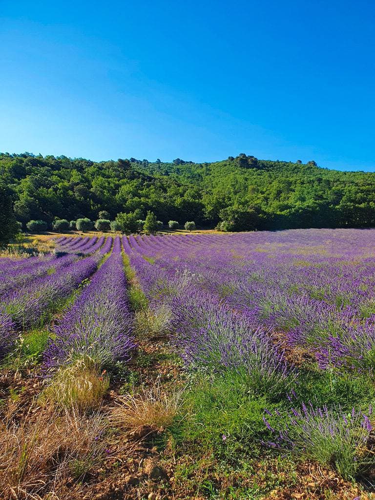 Foto 13 von 15: Le Petit Paradis