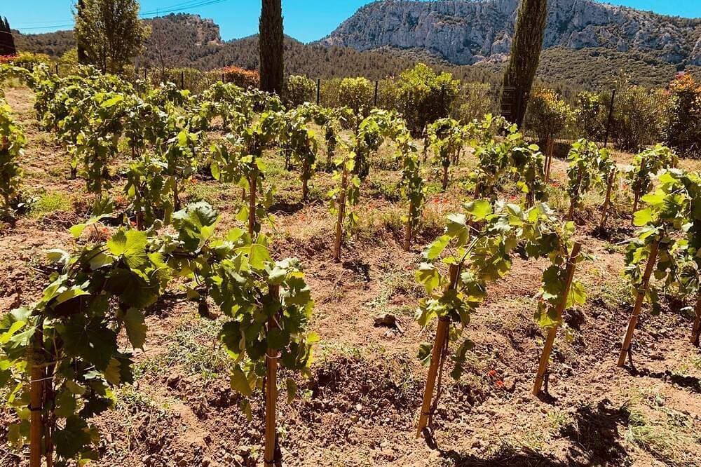 Foto 10 von 10: A peaceful nest between vineyards and sea