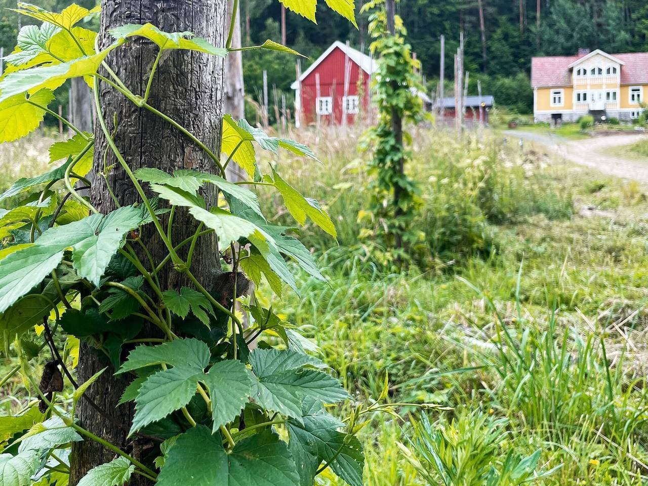 Foto 8 von 25: 4 Sterne Ferienhaus in Svängsta